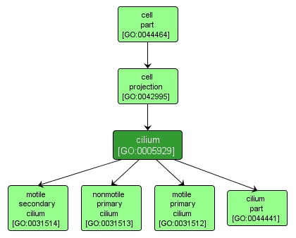 GO:0005929 - cilium (interactive image map)