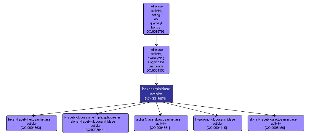 GO:0015929 - hexosaminidase activity (interactive image map)