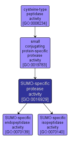 GO:0016929 - SUMO-specific protease activity (interactive image map)