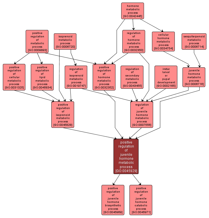 GO:0045929 - positive regulation of juvenile hormone metabolic process (interactive image map)