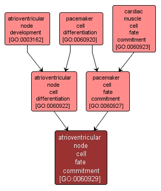 GO:0060929 - atrioventricular node cell fate commitment (interactive image map)