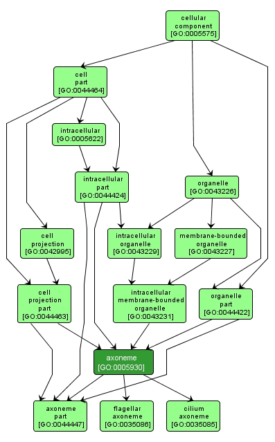 GO:0005930 - axoneme (interactive image map)