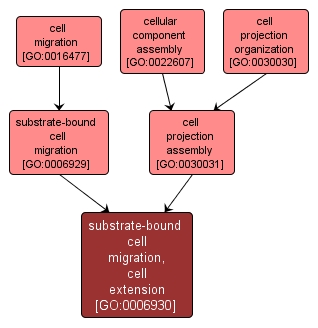 GO:0006930 - substrate-bound cell migration, cell extension (interactive image map)