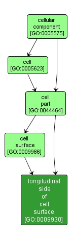 GO:0009930 - longitudinal side of cell surface (interactive image map)