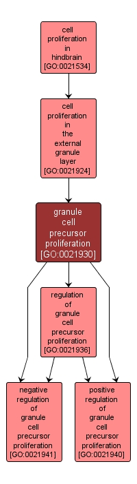 GO:0021930 - granule cell precursor proliferation (interactive image map)