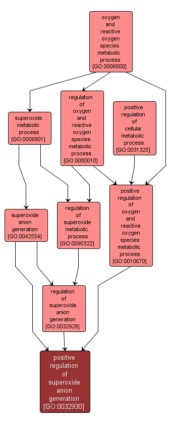 GO:0032930 - positive regulation of superoxide anion generation (interactive image map)