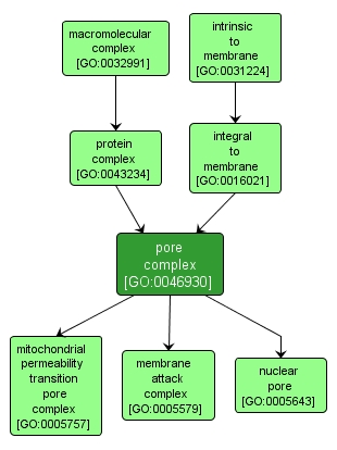 GO:0046930 - pore complex (interactive image map)
