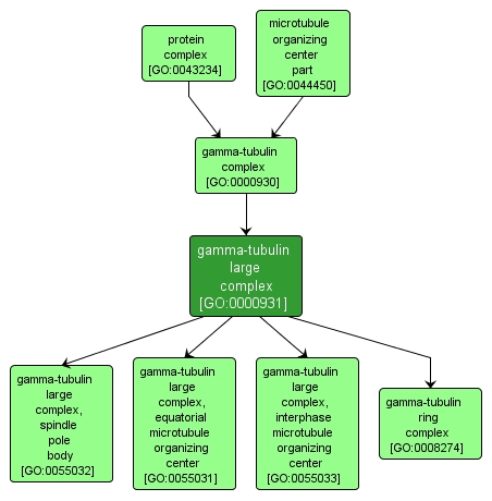 GO:0000931 - gamma-tubulin large complex (interactive image map)