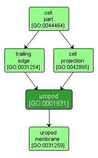 GO:0001931 - uropod (interactive image map)