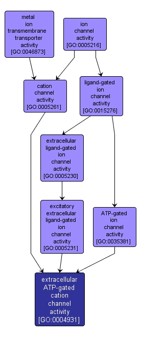 GO:0004931 - extracellular ATP-gated cation channel activity (interactive image map)