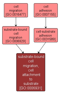 GO:0006931 - substrate-bound cell migration, cell attachment to substrate (interactive image map)