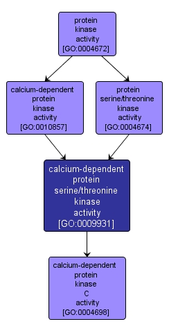 GO:0009931 - calcium-dependent protein serine/threonine kinase activity (interactive image map)