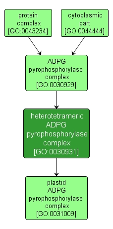 GO:0030931 - heterotetrameric ADPG pyrophosphorylase complex (interactive image map)