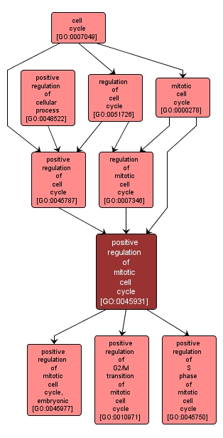 GO:0045931 - positive regulation of mitotic cell cycle (interactive image map)