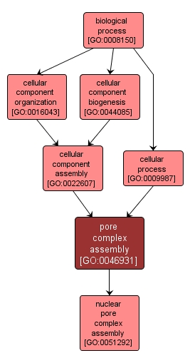 GO:0046931 - pore complex assembly (interactive image map)