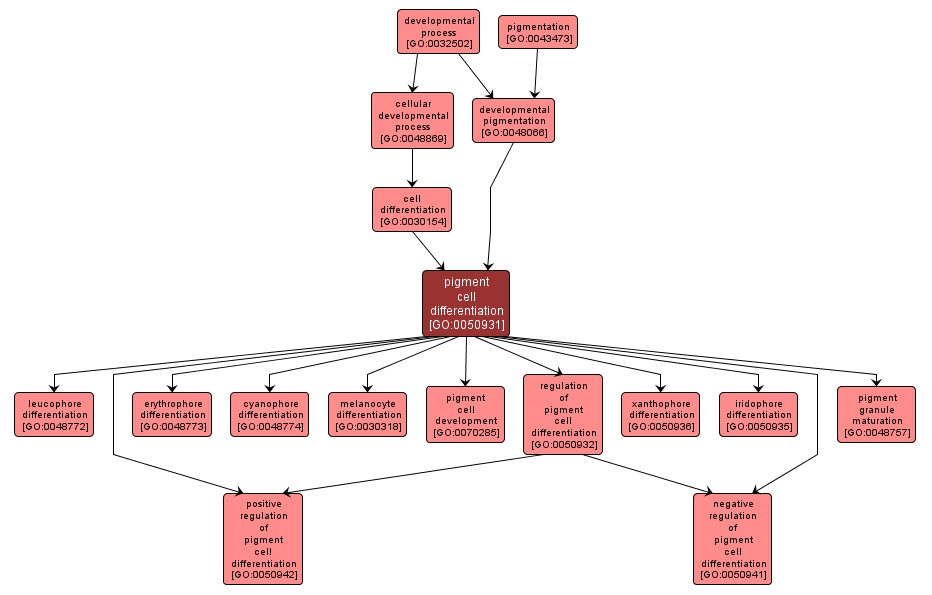 GO:0050931 - pigment cell differentiation (interactive image map)
