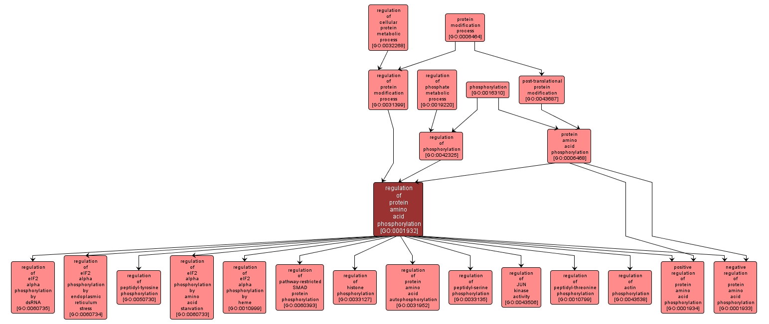 GO:0001932 - regulation of protein amino acid phosphorylation (interactive image map)