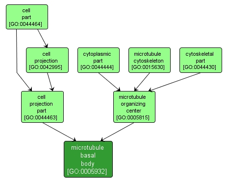 GO:0005932 - microtubule basal body (interactive image map)