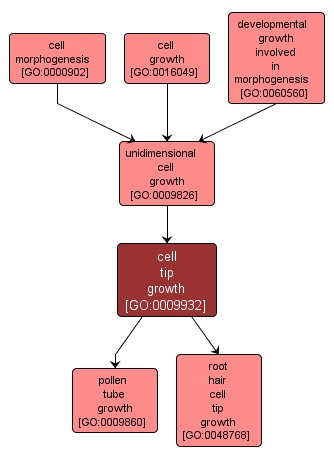 GO:0009932 - cell tip growth (interactive image map)