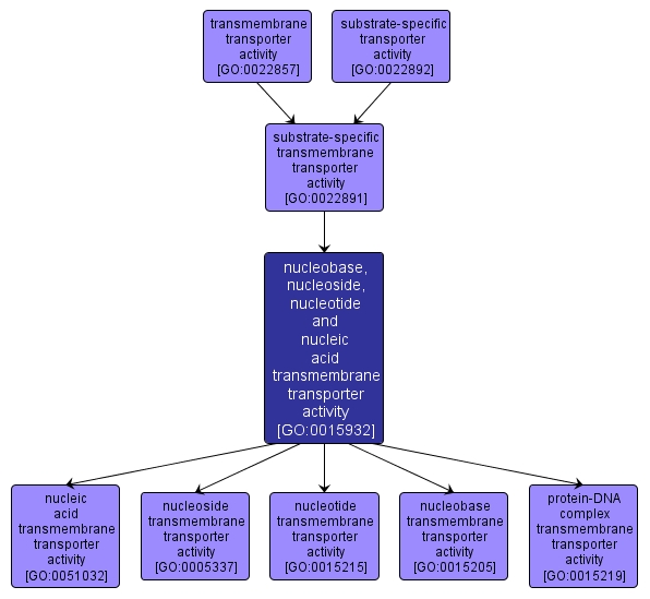 GO:0015932 - nucleobase, nucleoside, nucleotide and nucleic acid transmembrane transporter activity (interactive image map)