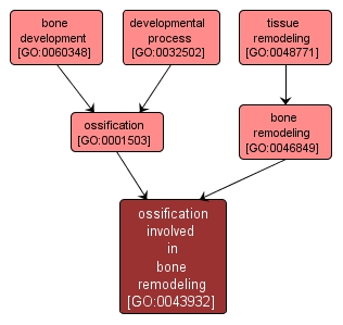 GO:0043932 - ossification involved in bone remodeling (interactive image map)