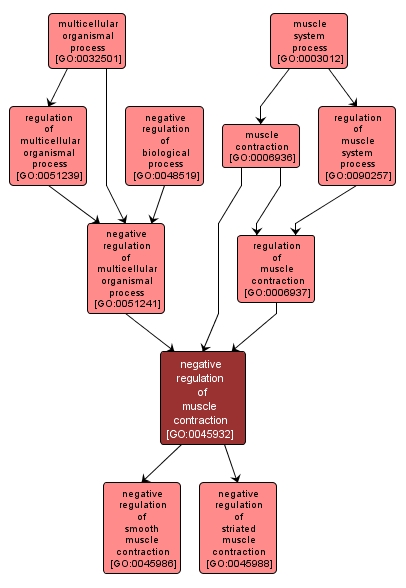 GO:0045932 - negative regulation of muscle contraction (interactive image map)