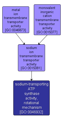 GO:0046932 - sodium-transporting ATP synthase activity, rotational mechanism (interactive image map)