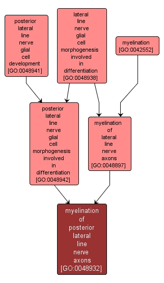 GO:0048932 - myelination of posterior lateral line nerve axons (interactive image map)