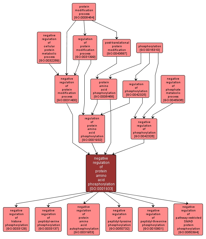 GO:0001933 - negative regulation of protein amino acid phosphorylation (interactive image map)