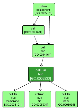 GO:0005933 - cellular bud (interactive image map)