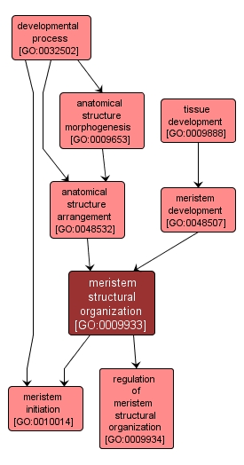 GO:0009933 - meristem structural organization (interactive image map)