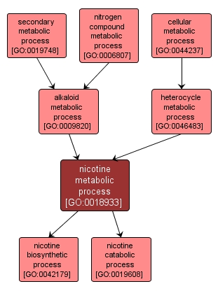 GO:0018933 - nicotine metabolic process (interactive image map)