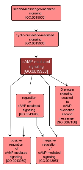 GO:0019933 - cAMP-mediated signaling (interactive image map)