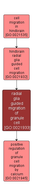 GO:0021933 - radial glia guided migration of granule cell (interactive image map)