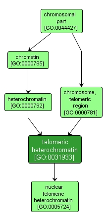 GO:0031933 - telomeric heterochromatin (interactive image map)