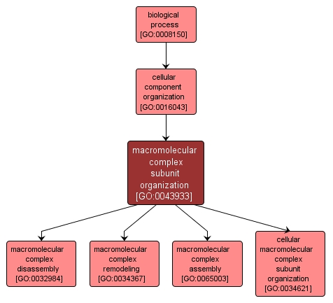 GO:0043933 - macromolecular complex subunit organization (interactive image map)