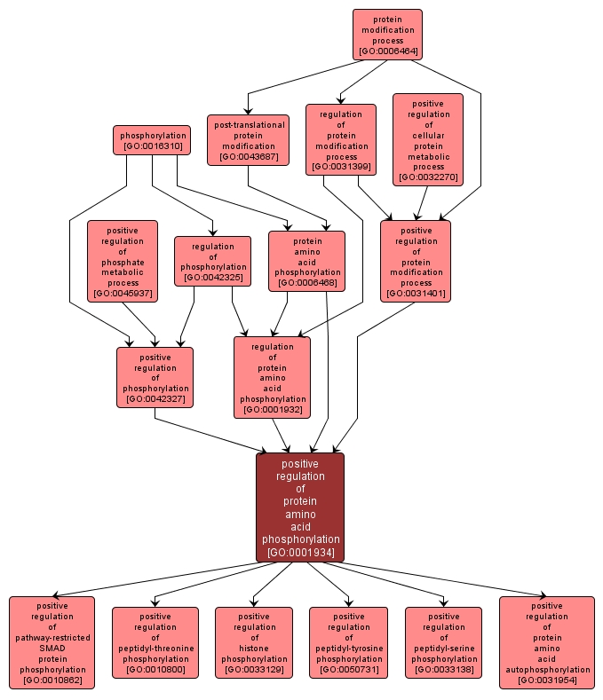 GO:0001934 - positive regulation of protein amino acid phosphorylation (interactive image map)