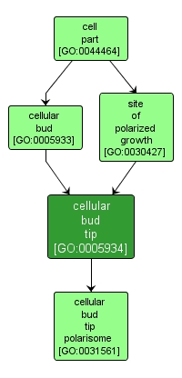 GO:0005934 - cellular bud tip (interactive image map)