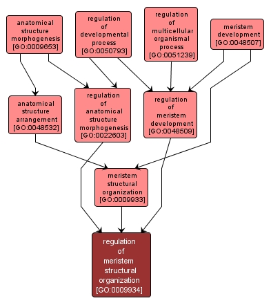 GO:0009934 - regulation of meristem structural organization (interactive image map)