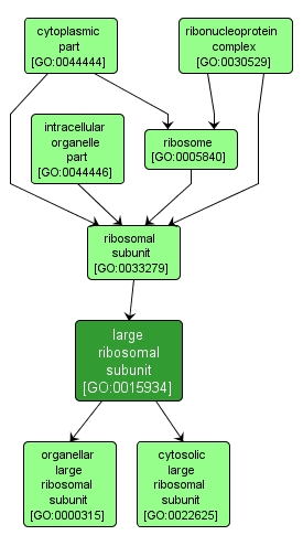 GO:0015934 - large ribosomal subunit (interactive image map)