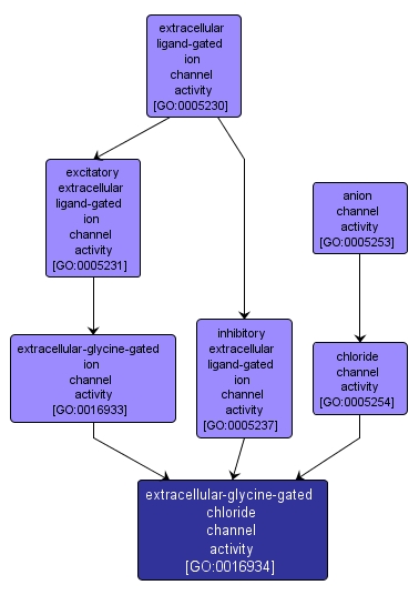 GO:0016934 - extracellular-glycine-gated chloride channel activity (interactive image map)