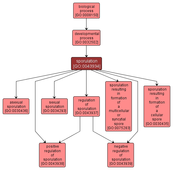 GO:0043934 - sporulation (interactive image map)