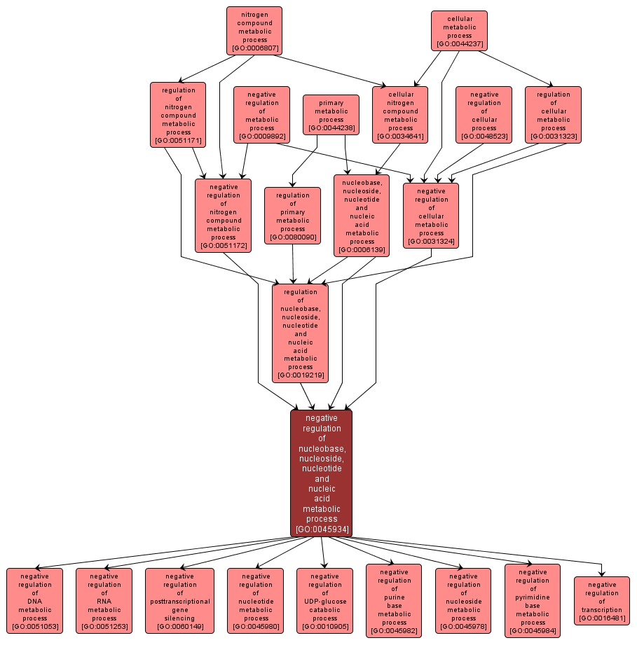 GO:0045934 - negative regulation of nucleobase, nucleoside, nucleotide and nucleic acid metabolic process (interactive image map)