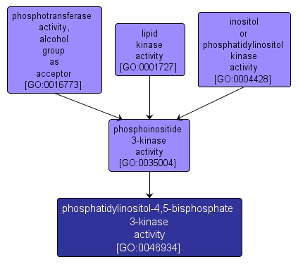 GO:0046934 - phosphatidylinositol-4,5-bisphosphate 3-kinase activity (interactive image map)