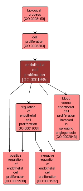 GO:0001935 - endothelial cell proliferation (interactive image map)