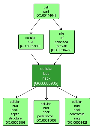 GO:0005935 - cellular bud neck (interactive image map)