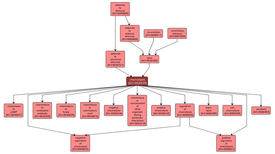 GO:0006935 - chemotaxis (interactive image map)