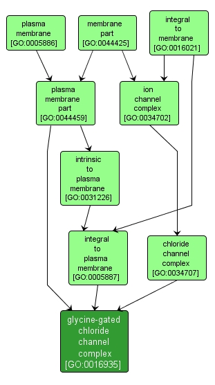 GO:0016935 - glycine-gated chloride channel complex (interactive image map)