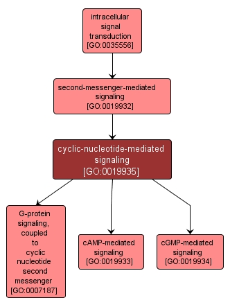 GO:0019935 - cyclic-nucleotide-mediated signaling (interactive image map)