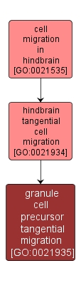 GO:0021935 - granule cell precursor tangential migration (interactive image map)